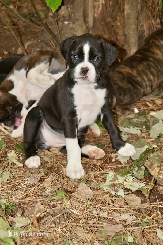 Cali – Boxer puppy for sale in Abbeville, SC
