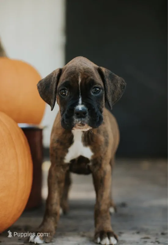 Rory – Boxer puppy for sale in Abbeville, SC