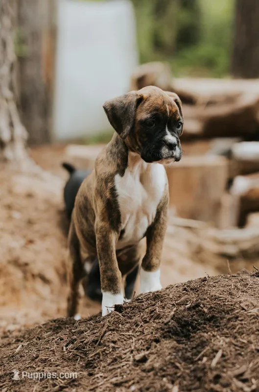 Claire – Boxer puppy for sale in Abbeville, SC