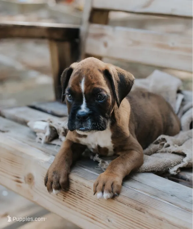 Kirk – Boxer puppy for sale in Abbeville, SC
