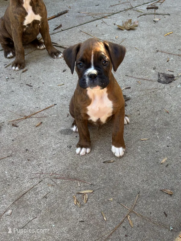 Jackson – Boxer puppy for sale in Abbeville, SC