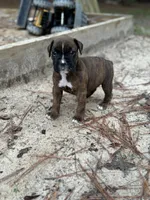 Rory, a female Boxer for sale in Abbeville, SC – 2 of 2