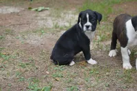 Cici, a female Boxer for sale in Abbeville, SC – 2 of 6