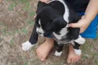 Cici, a female Boxer for sale in Abbeville, SC – 1 of 6