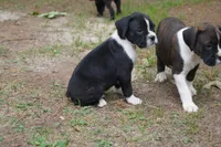 Cici, a female Boxer for sale in Abbeville, SC – 6 of 6