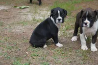 Cici, a female Boxer for sale in Abbeville, SC – 5 of 6