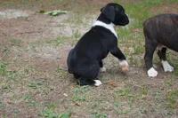 Cici, a female Boxer for sale in Abbeville, SC – 4 of 6