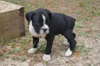 Cici, a female Boxer for sale in Abbeville, SC – 3 of 6