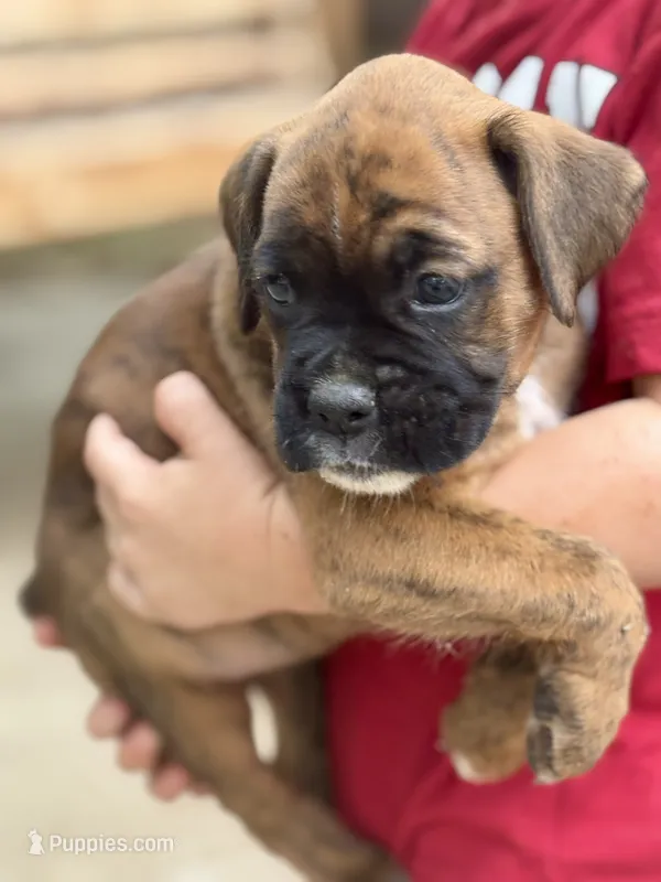 Paris  – Boxer puppy for sale in Abbeville, SC