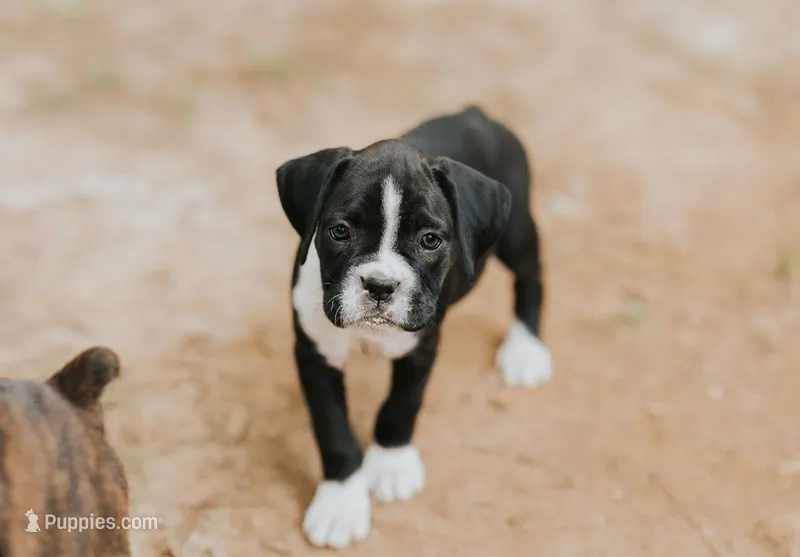 Cali – Boxer puppy for sale in Abbeville, SC
