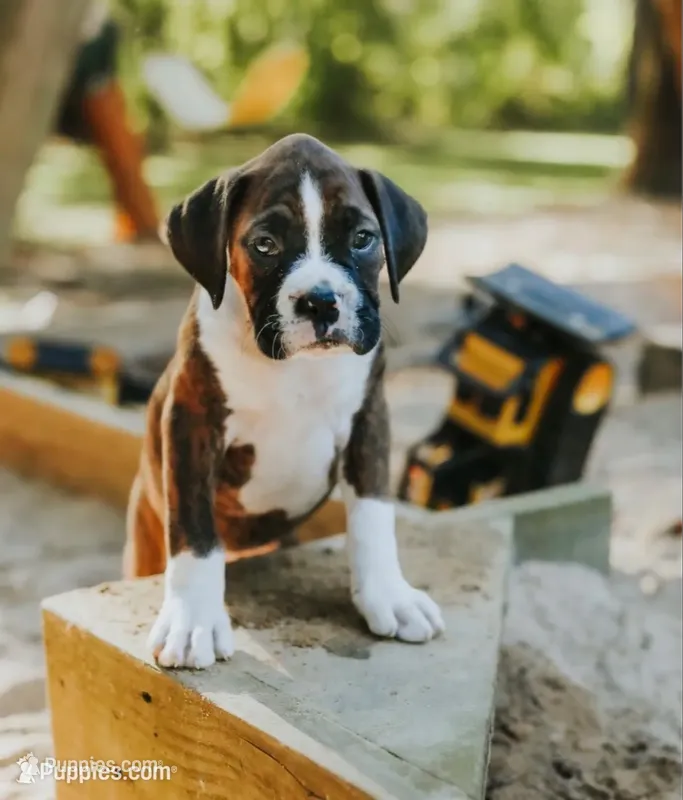 Luke  – Boxer puppy for sale in Abbeville, SC