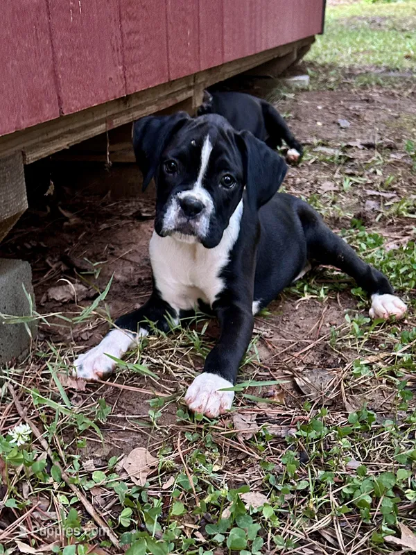 Cali – Boxer puppy for sale in Abbeville, SC