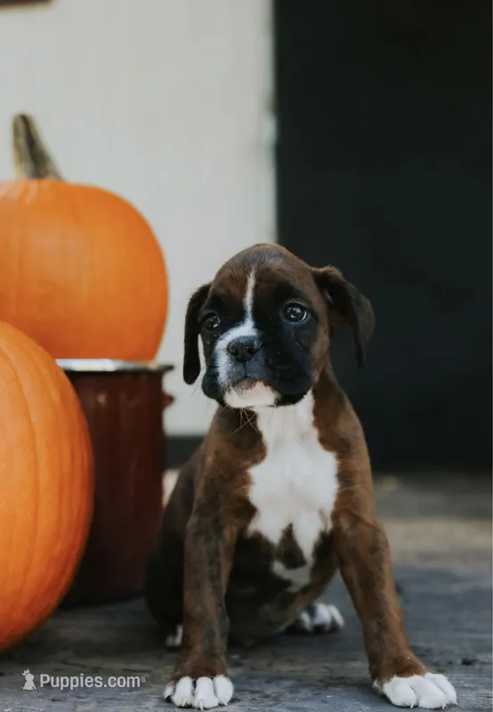Jackson – Boxer puppy for sale in Abbeville, SC
