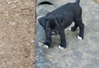 Charlie, a male Boxer for sale in Abbeville, SC – 5 of 6
