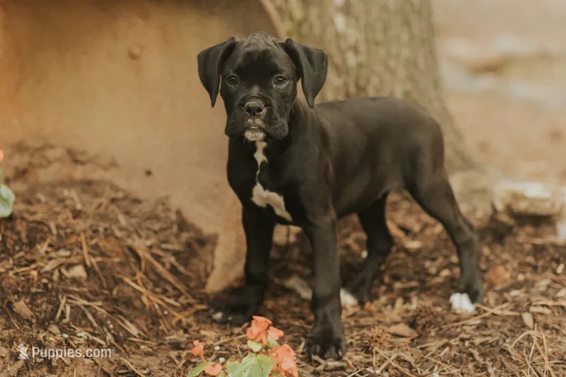Coco – Boxer puppy for sale in Abbeville, SC