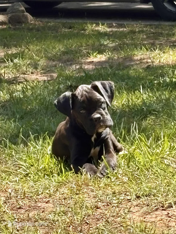 Coco – Boxer puppy for sale in Abbeville, SC