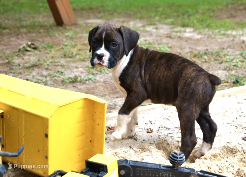 Clyde – Boxer puppy for sale in Abbeville, SC