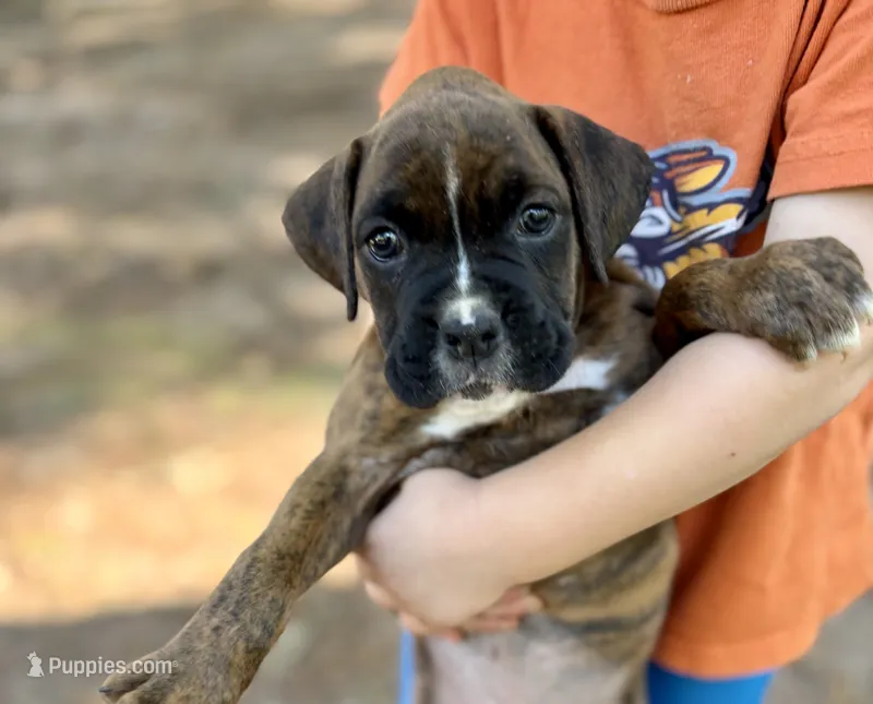 Rory – Boxer puppy for sale in Abbeville, SC