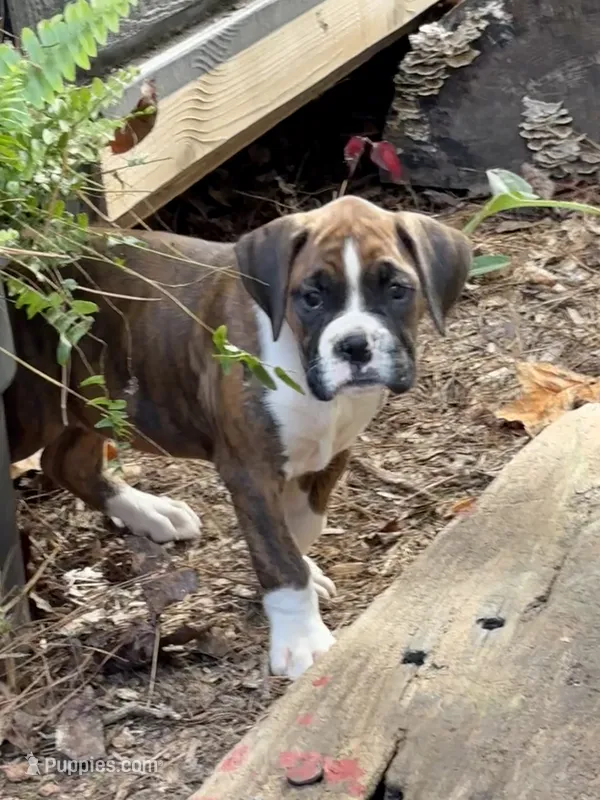 Luke  – Boxer puppy for sale in Abbeville, SC