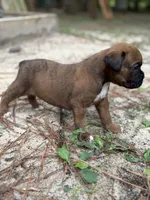Kirk, a male Boxer for sale in Abbeville, SC – 3 of 3