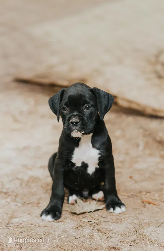Charlie – Boxer puppy for sale in Abbeville, SC