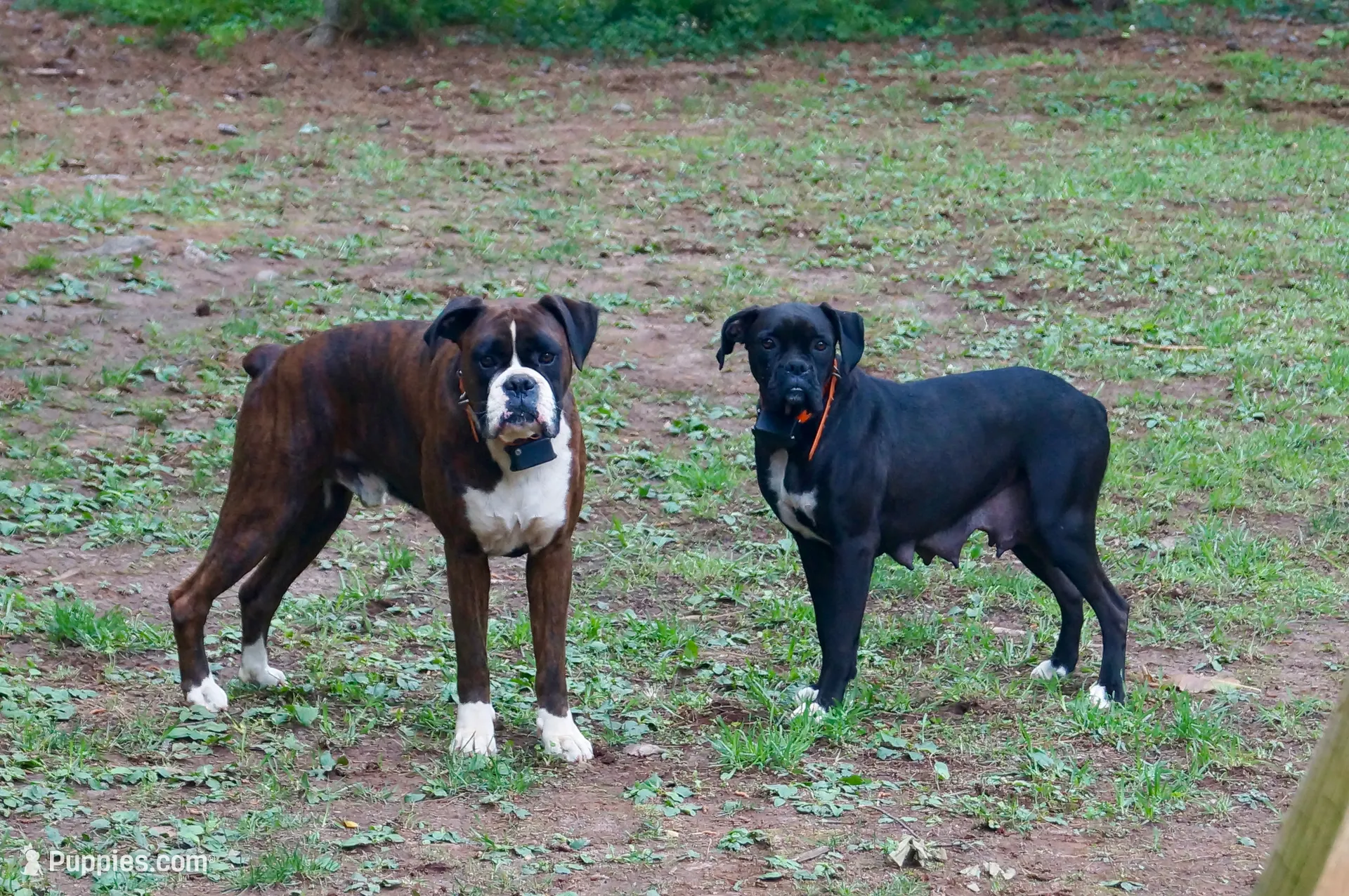Charlie, a male Boxer for sale in Abbeville, SC – 6 of 6
