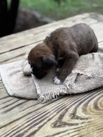 Jackson, a male Boxer for sale in Abbeville, SC – 3 of 3