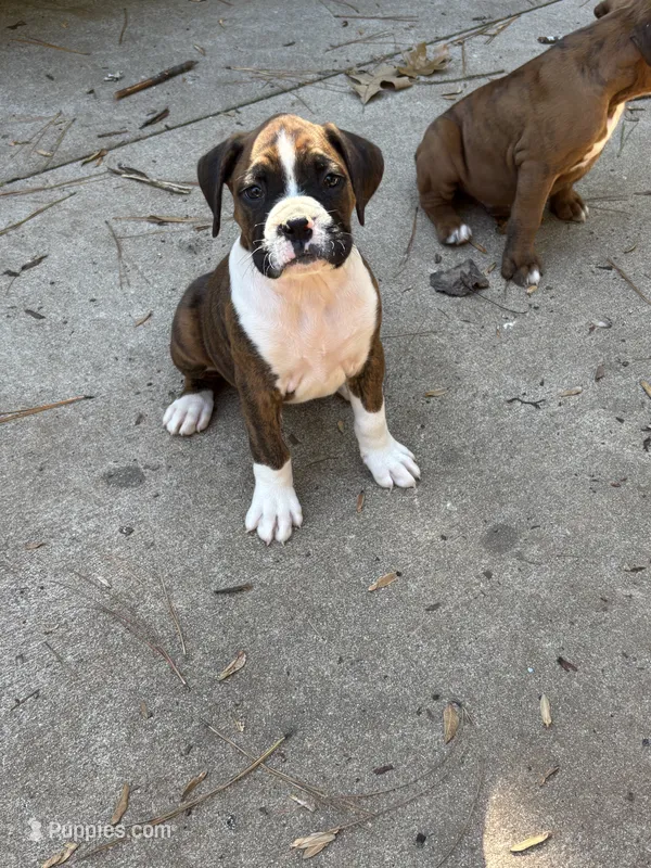 Luke  – Boxer puppy for sale in Abbeville, SC