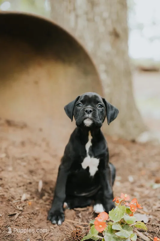 Coco – Boxer puppy for sale in Abbeville, SC