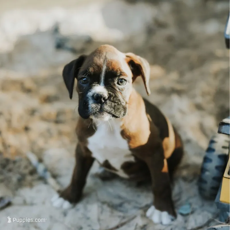 Jackson – Boxer puppy for sale in Abbeville, SC