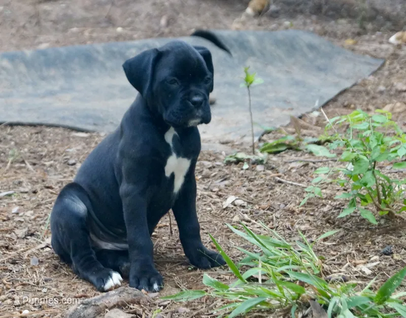 Coco – Boxer puppy for sale in Abbeville, SC