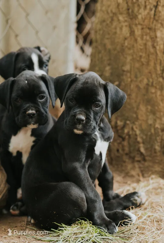 Coco – Boxer puppy for sale in Abbeville, SC