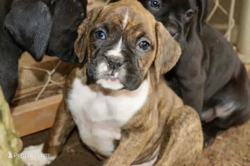Claire – Boxer puppy for sale in Abbeville, SC