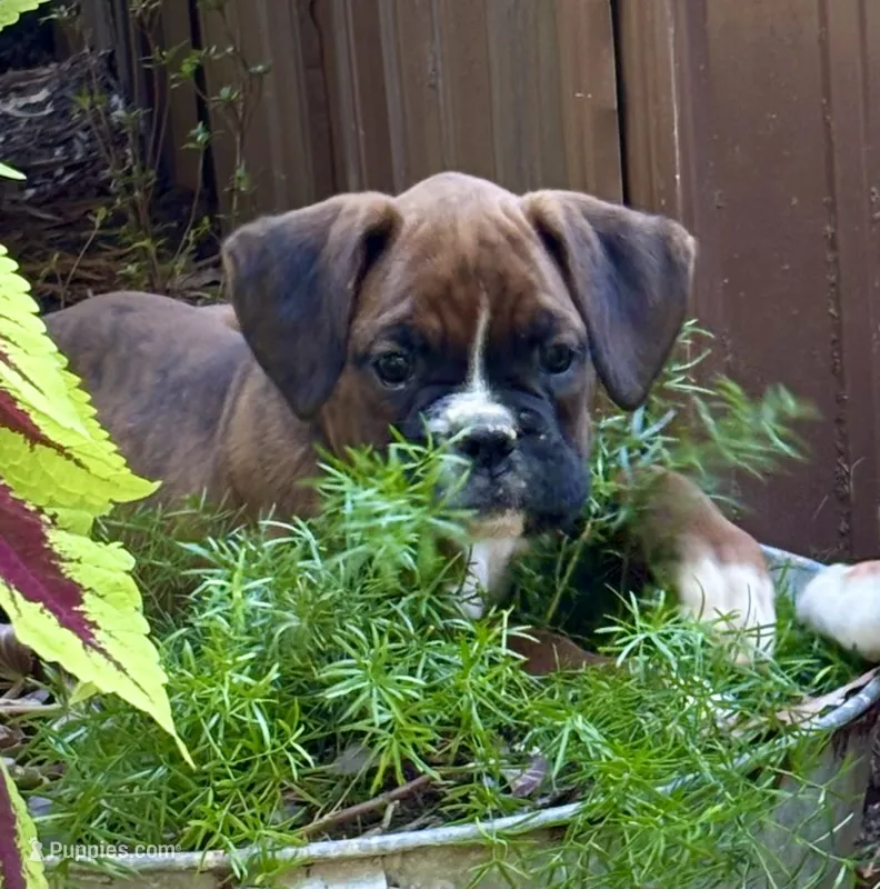 Jackson – Boxer puppy for sale in Abbeville, SC