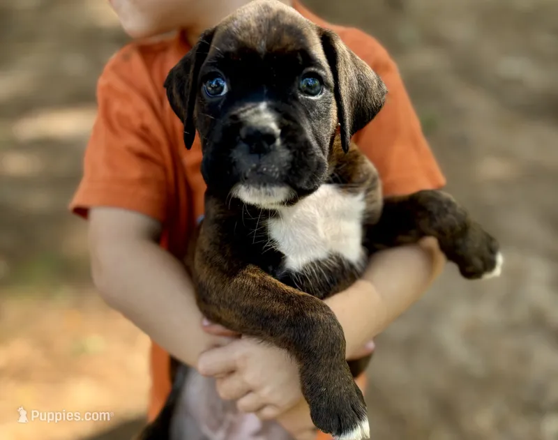 Sookie  – Boxer puppy for sale in Abbeville, SC