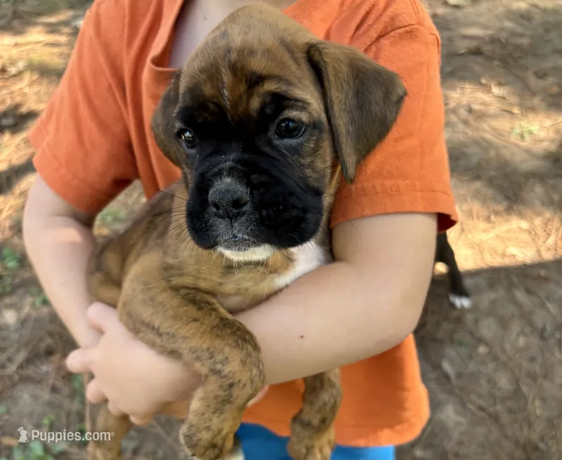 Paris  – Boxer puppy for sale in Abbeville, SC