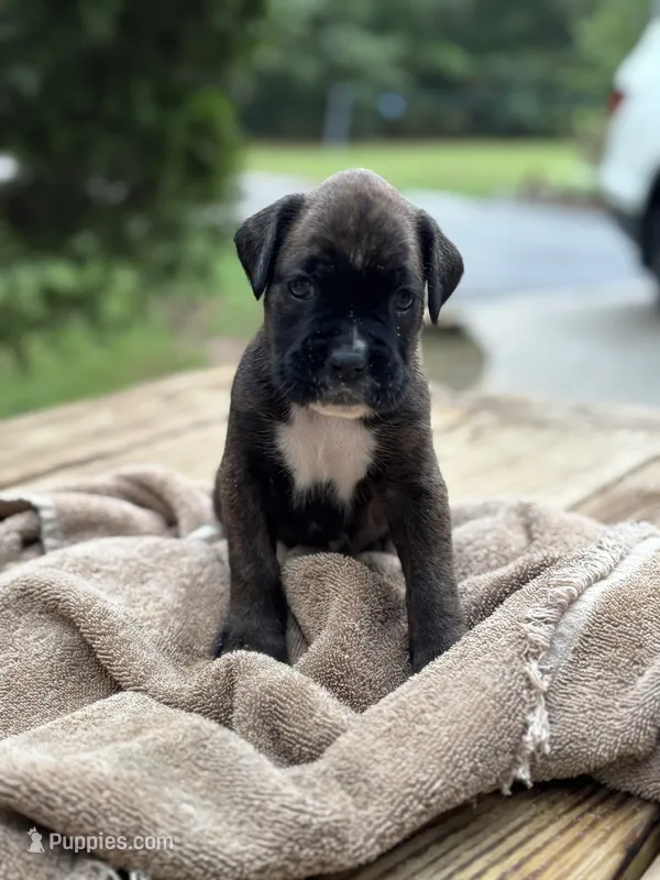 Sookie  – Boxer puppy for sale in Abbeville, SC