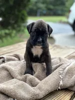 Sookie , a female Boxer for sale in Abbeville, SC – 2 of 2