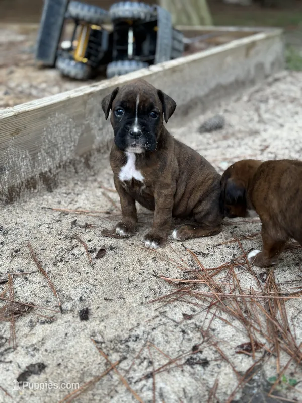 Rory – Boxer puppy for sale in Abbeville, SC
