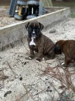 Rory, a female Boxer for sale in Abbeville, SC – 1 of 2