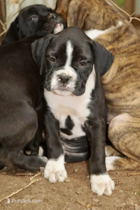 Cici – Boxer puppy for sale in Abbeville, SC
