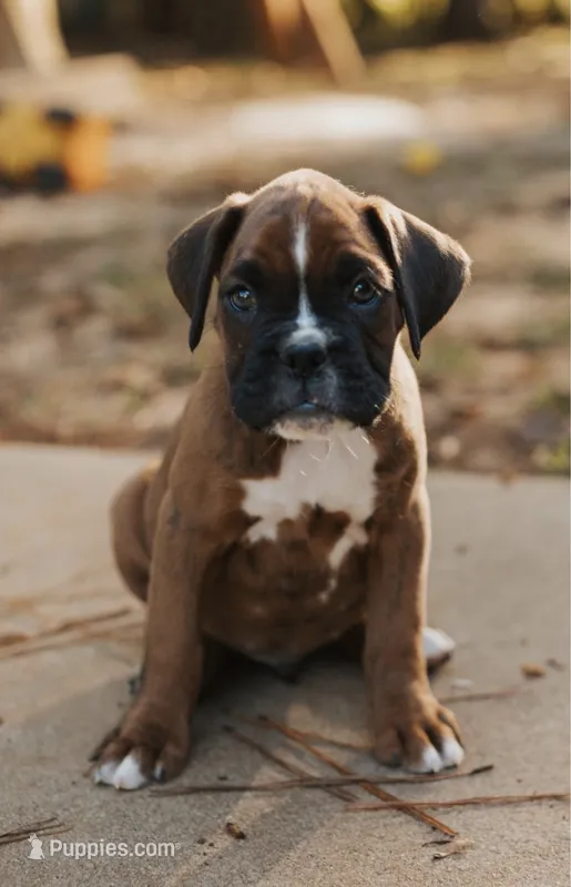 Kirk – Boxer puppy for sale in Abbeville, SC