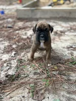 Paris , a female Boxer for sale in Abbeville, SC – 1 of 2