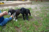 Coco, a female Boxer for sale in Abbeville, SC – 3 of 4