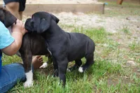 Coco, a female Boxer for sale in Abbeville, SC – 2 of 4
