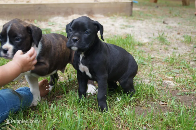 Coco – Boxer puppy for sale in Abbeville, SC