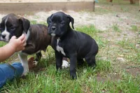Coco, a female Boxer for sale in Abbeville, SC – 1 of 4