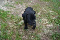 Coco, a female Boxer for sale in Abbeville, SC – 4 of 4