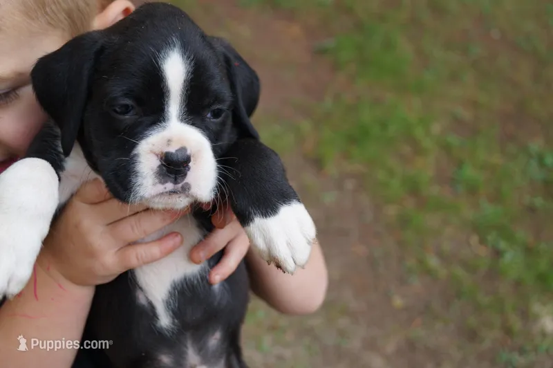 Cali – Boxer puppy for sale in Abbeville, SC