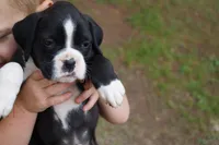 Cali, a female Boxer for sale in Abbeville, SC – 1 of 4